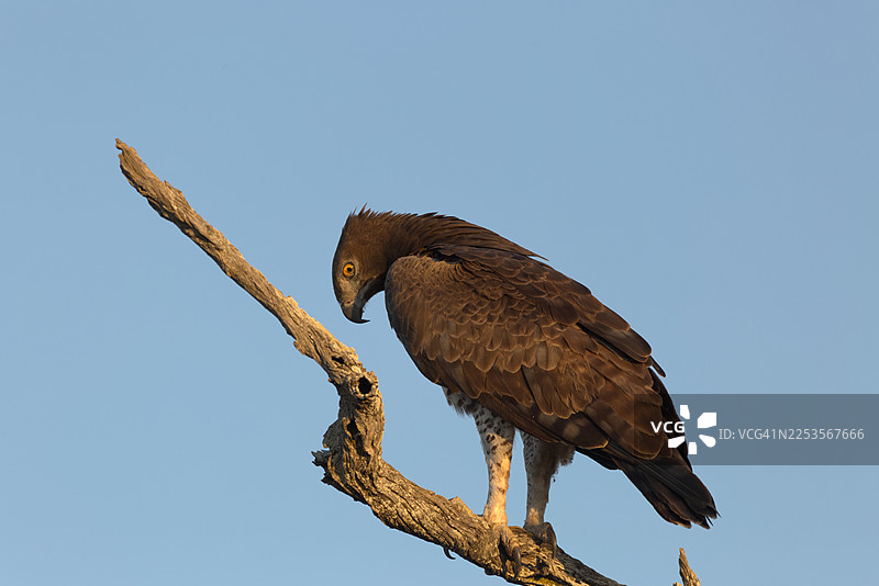 低角度拍摄，一只老鹰栖息在树枝上，背景是晴朗的蓝天，它正向下俯视。图片素材