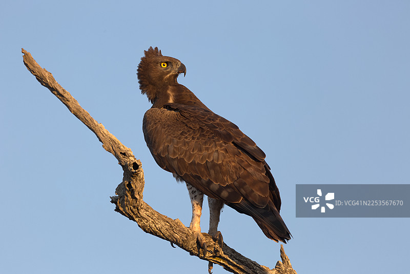 低角度仰视，一只雄伟的鹰栖息在树枝上，背景是湛蓝的天空图片素材