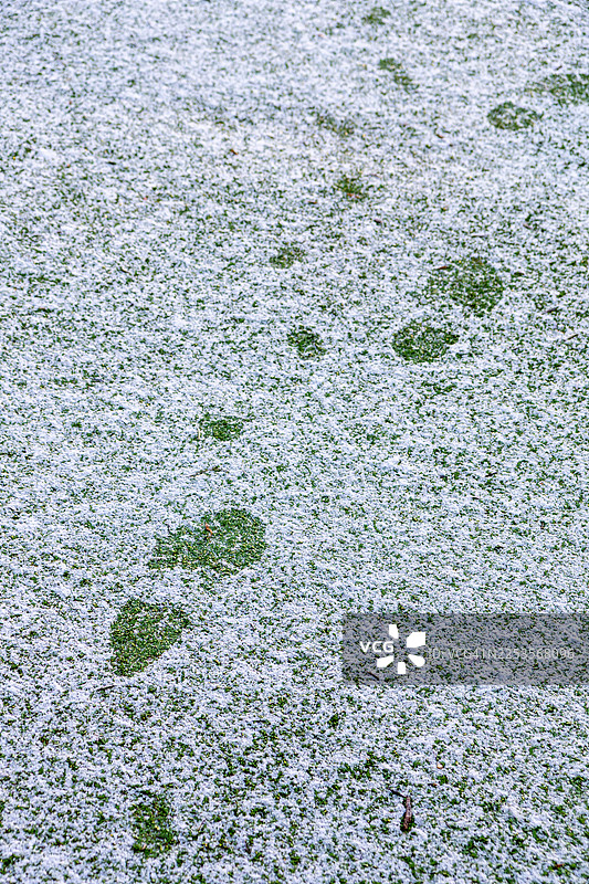 绿草地上新鲜的雪印，象征着旅程或新的开始图片素材