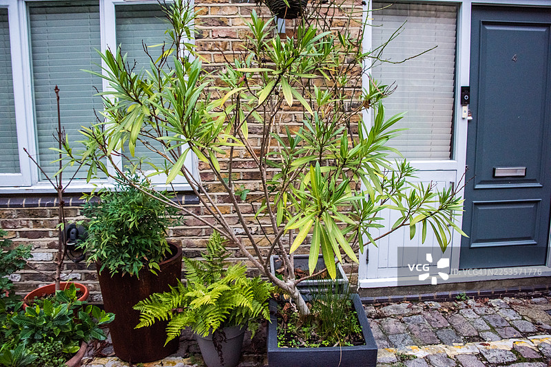 乔治亚风格房屋外的盆栽夹竹桃和蕨类植物图片素材