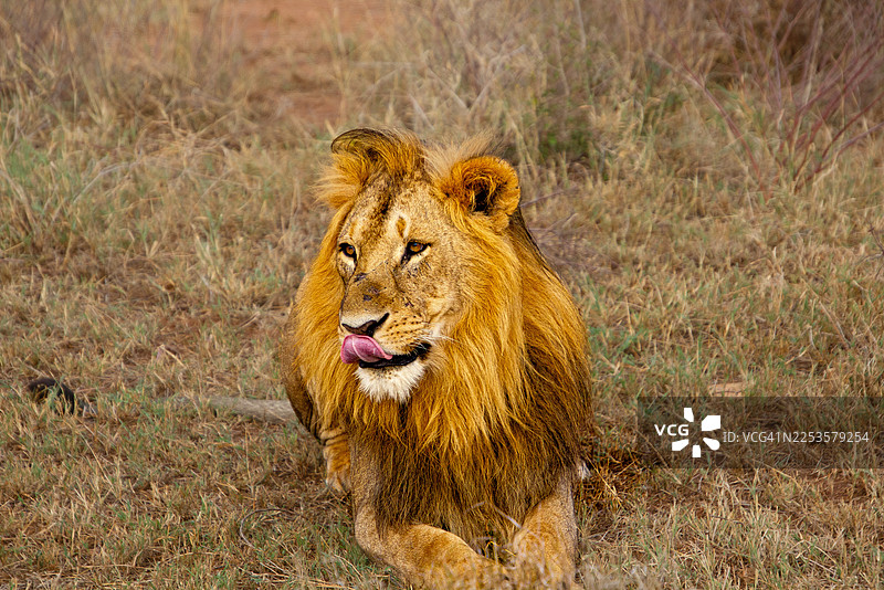雄伟的狮子，金色鬃毛，在绿草如茵的稀树草原上舔嘴唇图片素材