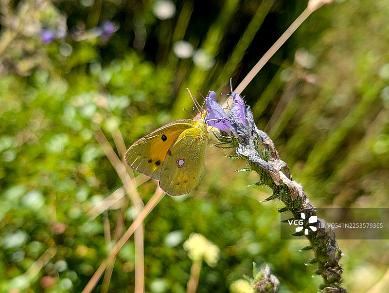 阳光明媚的户外，一只色彩鲜艳的黄黑斑点蝴蝶轻巧地停在一朵紫色的花上，背景是柔和的绿色散景。图片素材