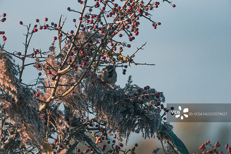 一只小鸟栖息在红色浆果和羽状芦苇丛中，背景是晴朗的天空，低角度拍摄。图片素材