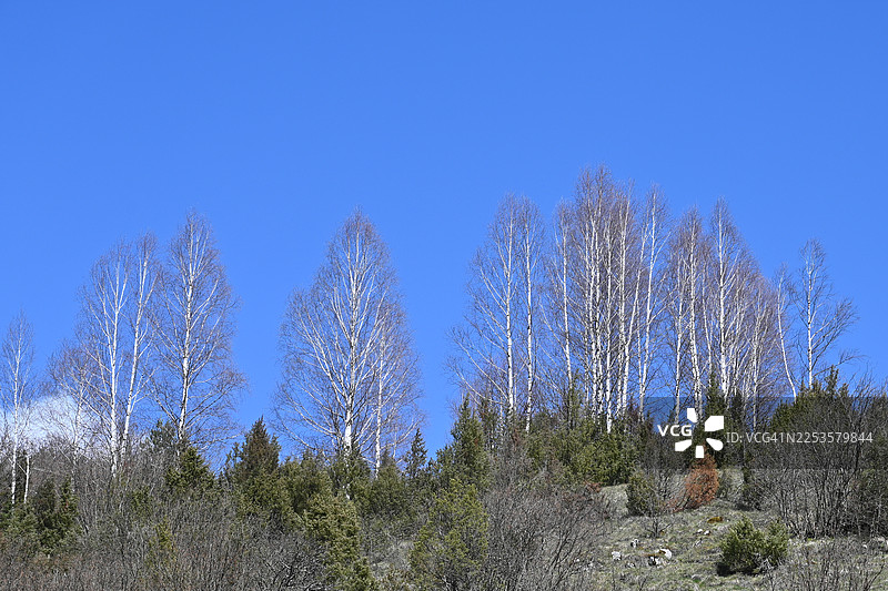 低角度仰视，光秃的白桦树在晴朗的蓝天下，暗示着晚冬或早春，塞尔维亚图片素材
