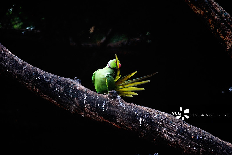 一只绿色鹦鹉在深色背景的树枝上梳理羽毛的特写图片素材
