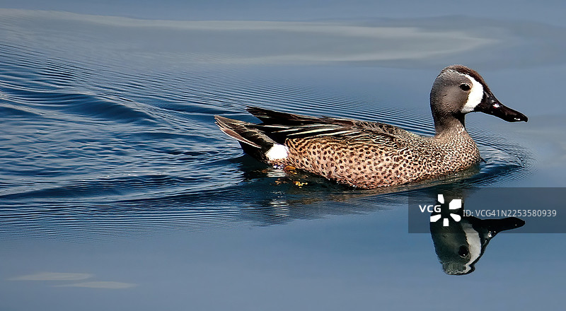 一只优雅的雌性绿头鸭在平静的蓝水上滑行，下方可以看到它的倒影图片素材
