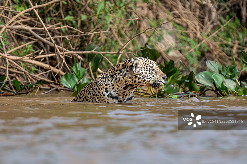 一只雄伟的美洲豹从水中跃出，皮毛闪闪发光，侧面视角捕捉到它在野外的威严身姿图片素材