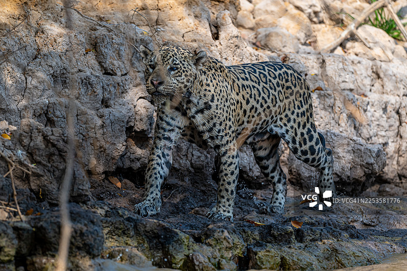 一只雄伟的美洲豹站在岩石河岸上，身处自然栖息地，目光专注地望向远方图片素材