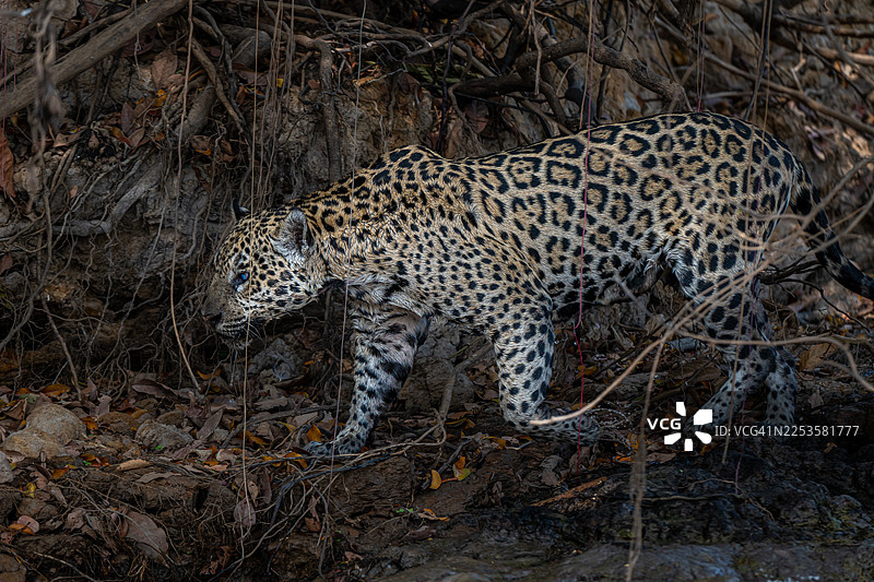 一只威严的美洲豹在茂密的丛林下潜行，展示着它引人注目的斑点皮毛图片素材