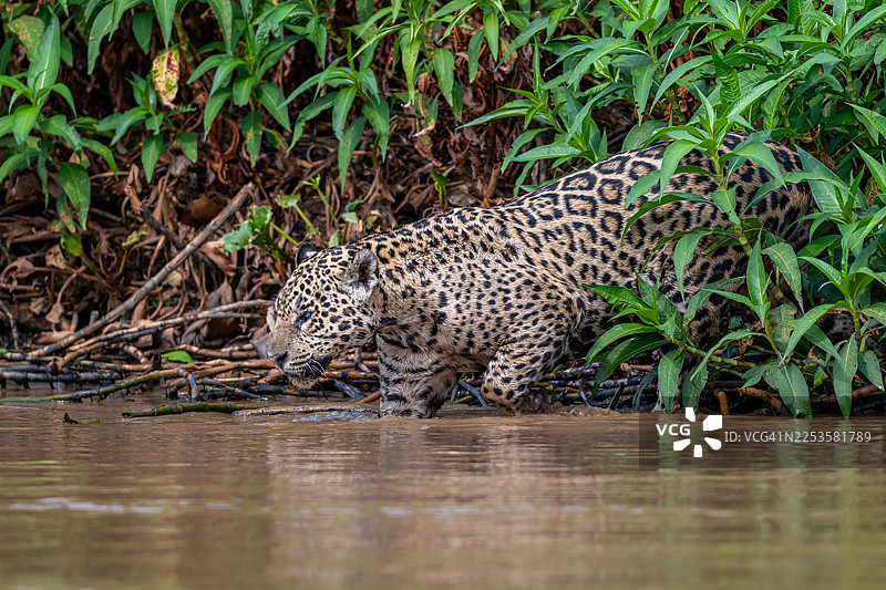 一只雄伟的美洲虎从茂密的植被中走出，在它自然栖息地的水中涉行图片素材