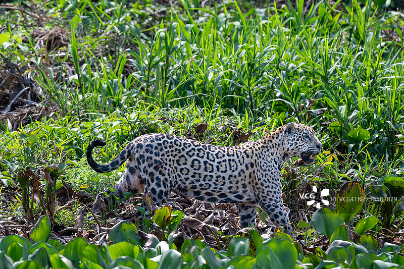 一只雄伟的美洲虎在茂密的绿色植被中穿行，身处其自然栖息地图片素材