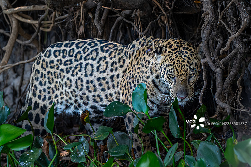 一只雄伟的美洲豹从亚马逊雨林的茂密植被中现身，它身上布满斑点的皮毛在阴影和树根的映衬下若隐若现图片素材
