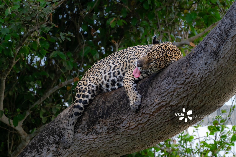 巴西潘塔纳尔的捷豹在树枝上休息，伸出舌头图片素材