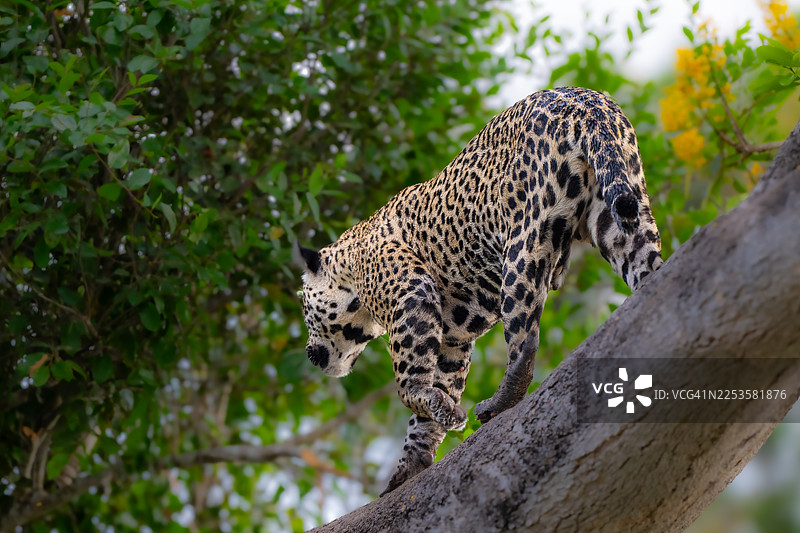 一只威严的豹子在粗壮的树枝上优雅地行走，融入其自然栖息地茂密的绿色植物中图片素材