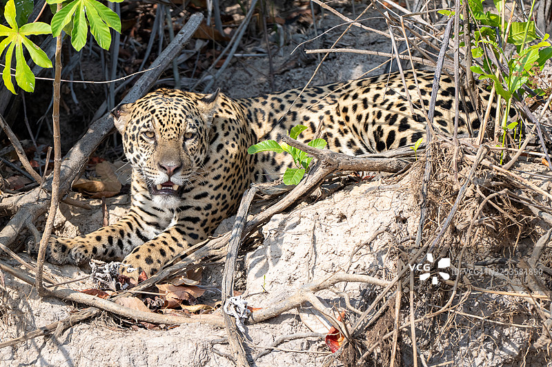 美洲豹在其自然栖息地中，栖息在树根和植被间的地面上图片素材