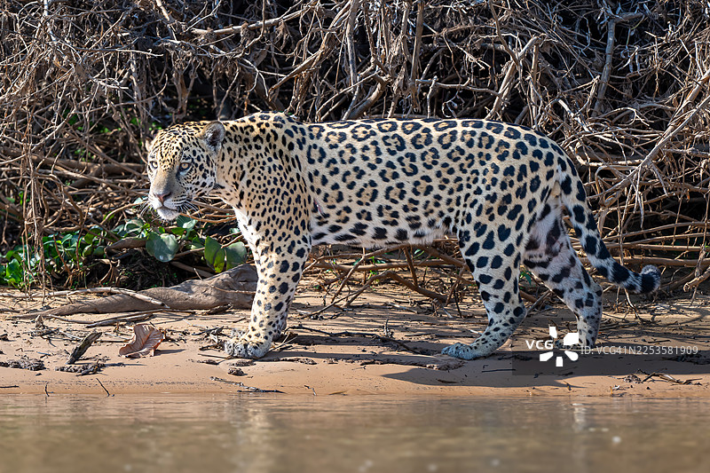 一只威严的美洲豹谨慎地走在沙质的河岸边，它身上布满斑点的皮毛与自然环境融为一体图片素材