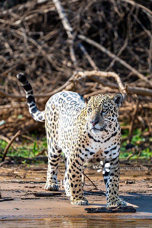 一只雄伟的美洲豹在河流的岸边漫步，在阳光下展示其令人惊叹的斑点皮毛，置身于其自然栖息地。图片素材