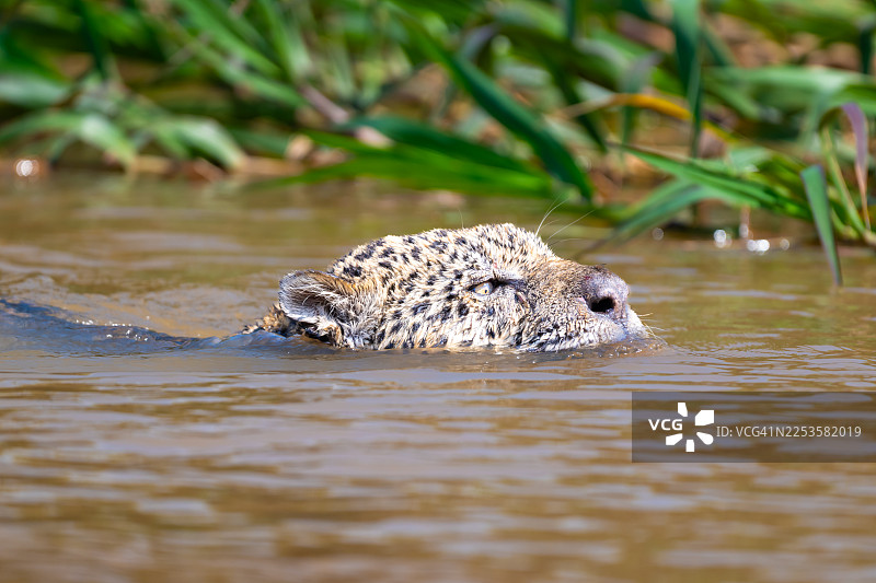 美洲豹在河中游泳，背景是郁郁葱葱的绿色植被图片素材