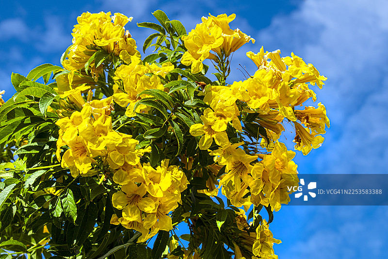 黄花风铃木，又称紫葳或黄喇叭花。阿根廷布宜诺斯艾利斯，维拉乌尔基萨。图片素材