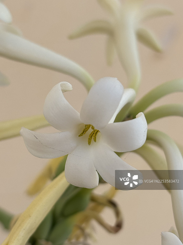特写一株精致的白色开花植物，带有黄色雄蕊图片素材