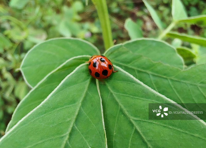 自然界中，一只身上带黑点的鲜红瓢虫停在一片绿叶上的特写图片素材