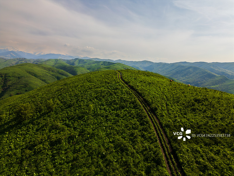 蜿蜒的土路穿过青翠的山丘，远方是白雪皑皑的山脉，天空布满云彩，位于哈萨克斯坦图片素材