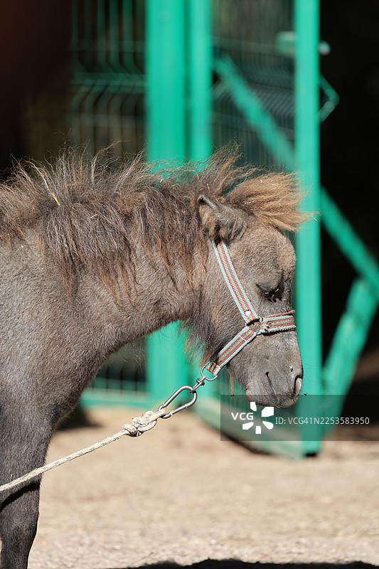 特写镜头，一只套着笼头、用绳子拴着的小矮马在户外图片素材
