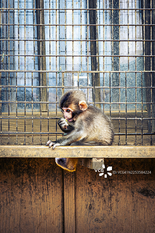 特写镜头：一只小猴子坐在围栏内的木栅栏上，好奇地张望图片素材