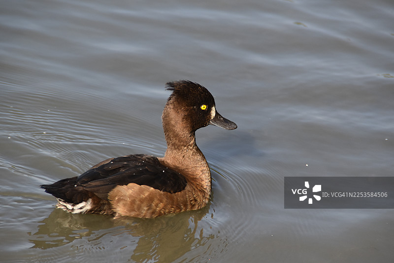 A brown duck with a dark head and a yellow patch near its eye swims in calm, dark water, creating small ripples around its body图片素材