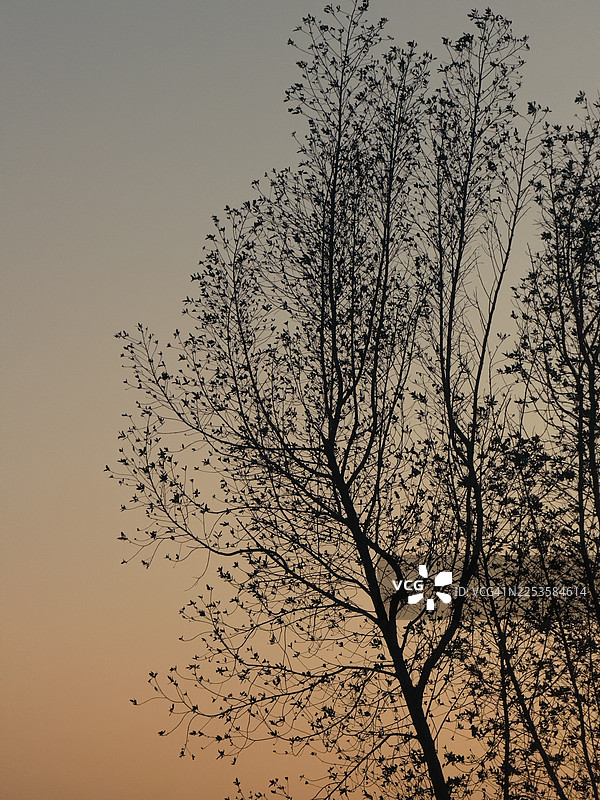 伊拉克，剪影树木映衬着温暖的渐变日落天空图片素材