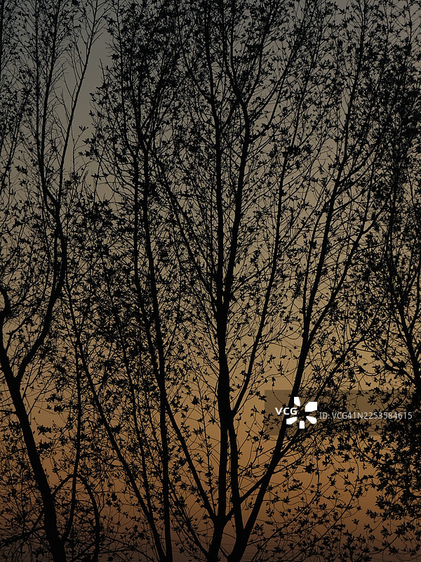 伊拉克，低角度拍摄的剪影光秃秃的树木，背景是生机勃勃的日落天空图片素材