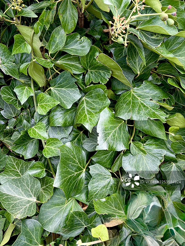 郁郁葱葱的绿色常春藤叶子，闪烁着水珠，营造出充满活力的自然背景纹理图片素材