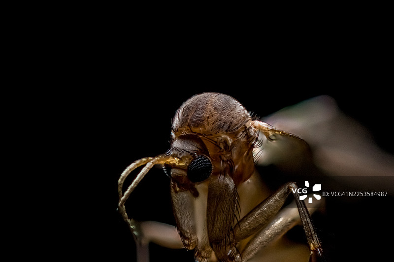 深色背景下，植物上的大蚊特写图片素材