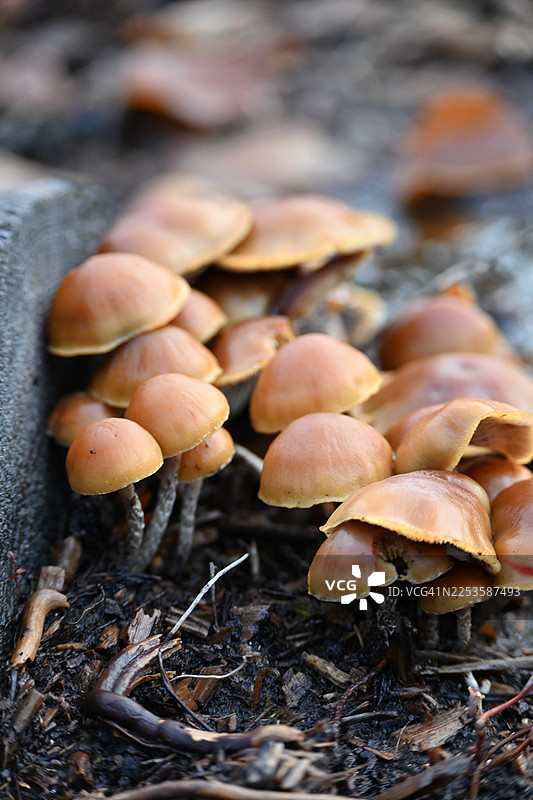 森林地面上，一簇簇褐色小蘑菇在腐烂的落叶和木屑中生长，特写镜头。图片素材
