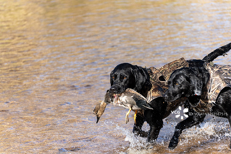 两只穿着迷彩背心的黑色拉布拉多寻回犬从浅水中叼起一只鸭子，它们的皮毛在阳光下湿漉漉地闪闪发光图片素材