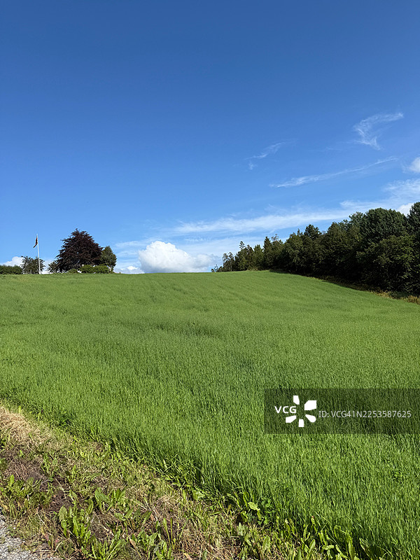 晴朗的阳光下，广阔的绿色农田一直延伸到蔚蓝的天空，远处有树木图片素材