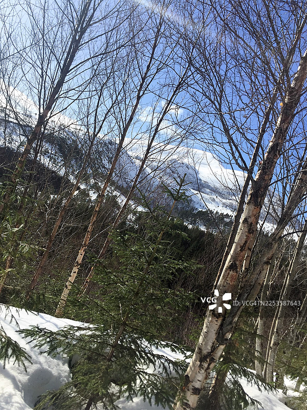 晴朗的蓝天下，覆盖着白雪的山地景观，点缀着常绿树和落叶树，营造出宁静的冬日景象图片素材