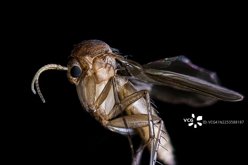 深色背景下，一只透明翅膀的昆虫的细节特写图片素材