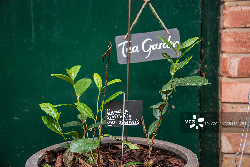 克勒肯威尔盆栽茶树图片素材