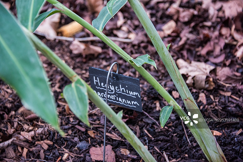 特写镜头：赫迪康姆·加德纳瑞安姆（Hedychium Gardnerianum）的茎和标签的详细视图图片素材