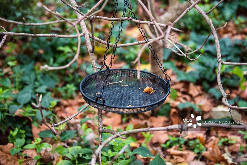 挂在冬季花园里的金属网状喂鸟器图片素材