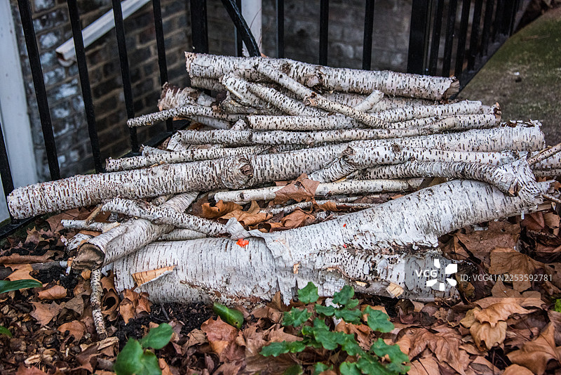 银桦树原木堆栖息地细节图片素材