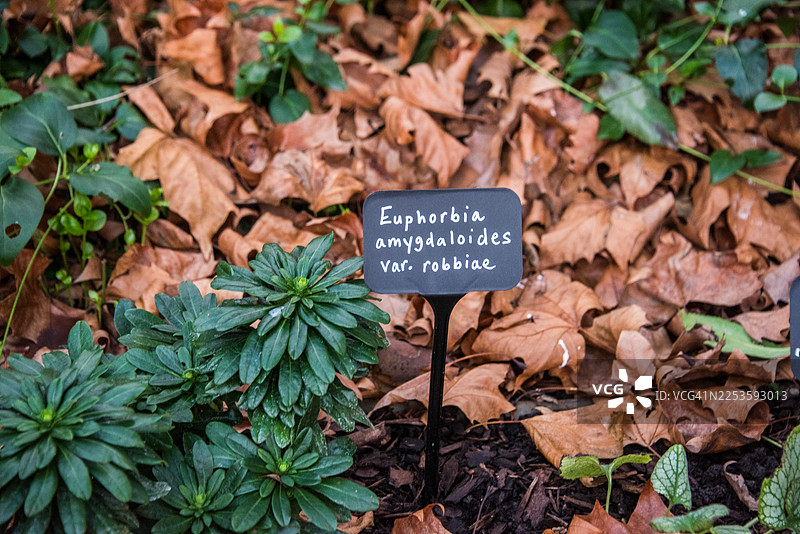 Robbiae' 变种的常绿油柑叶图片素材