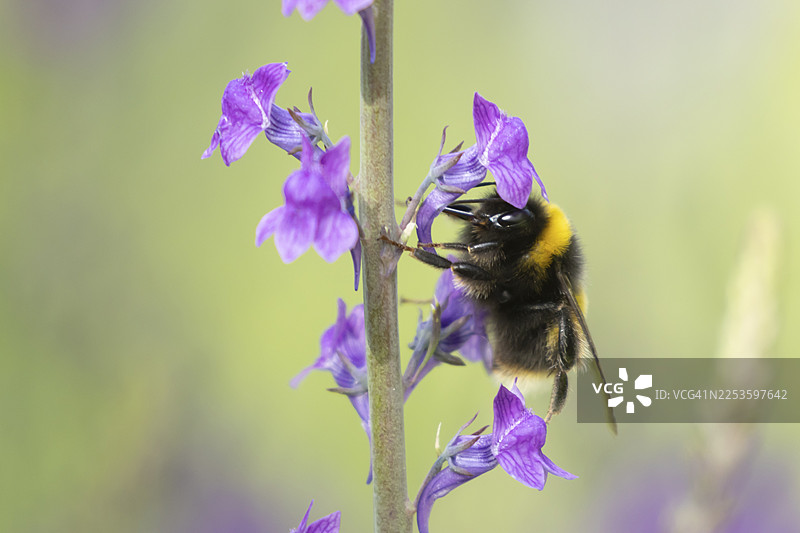 一只成年尾蜂（Bombus terrestris）在英国夏日里采食紫色的车前草花图片素材