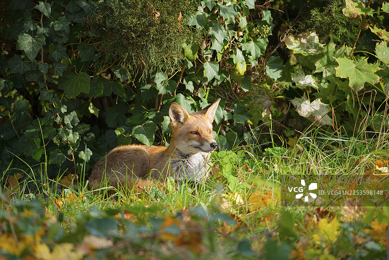一只红狐狸（Vulpes vulpes）平静而放松地仰卧在阳光下，身处在长草和秋叶间的杜松和常春藤下，它看起来很平静放松，仿佛在微笑，有白色的喉咙，健康，森林边缘，森林，森林动物，毛茸茸的，狐狸图片素材