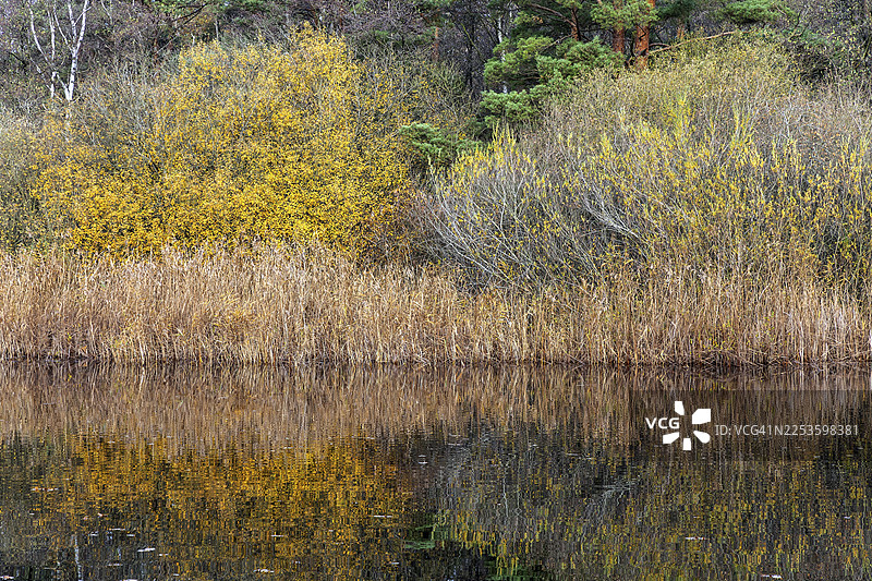 秋季森林，秋色树木，前方是小湖的水，靠近普雷罗，菲施兰-达尔斯-辛茨，西部波美拉尼亚泻湖区国家公园，梅克伦堡-前波美拉尼亚，德国图片素材