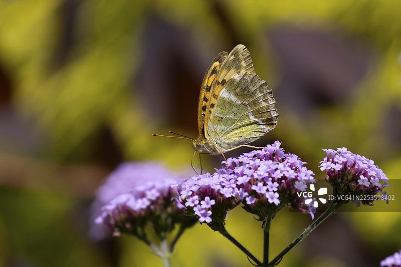 银纹带蛱蝶（Argynnis paphia）成虫于夏季在英国英格兰的马鞭草（Verbena bonariensis）紫色花朵上取食图片素材