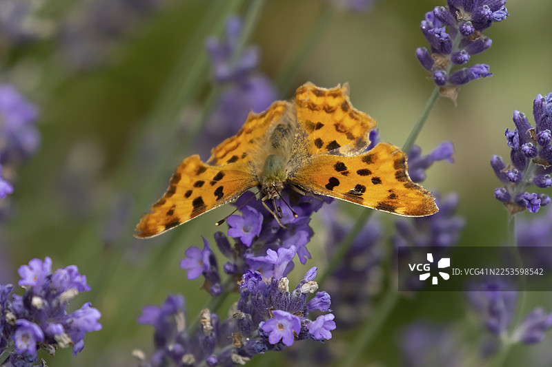 夏天，英国英格兰，逗号蛱蝶（Polygonia c-album）成虫正在花园蓝薰衣草花上取食图片素材