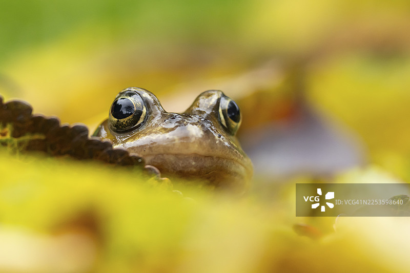 普通蛙（Rana temporaria）成体两栖动物，栖息在英国英格兰的落叶秋叶中图片素材