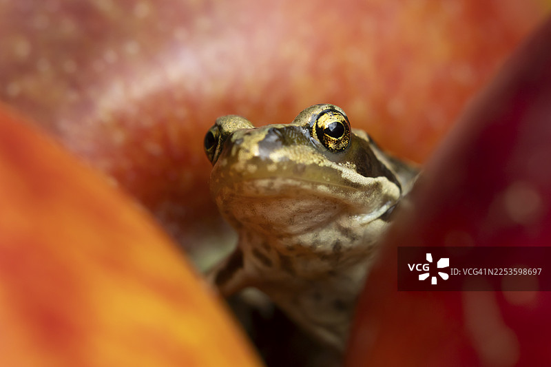 夏季，英国花园中，一只成年普通蛙（Rana temporaria）栖息在掉落的红苹果之间图片素材
